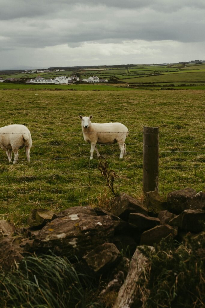 terapia rodzinna po polsku w irlandii