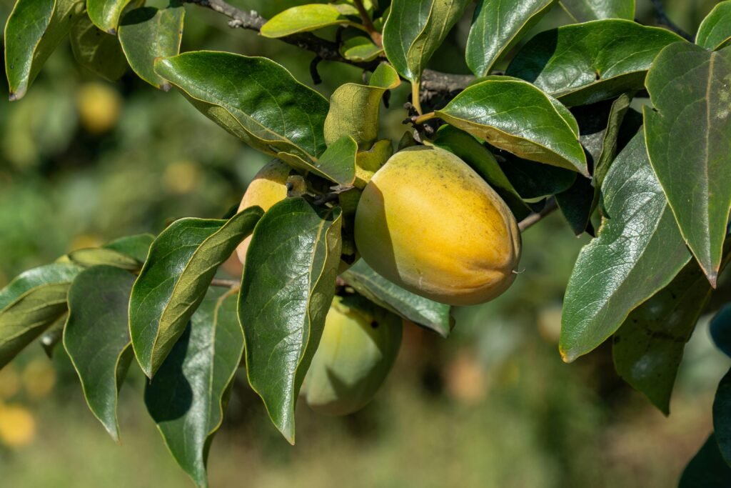 Close-up of ripe persimmons hanging on a tree branch in Anna, Spain.